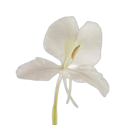 Ginger Lily